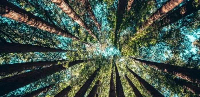 УСТОЙЧИВО РАЗВИТИЕ